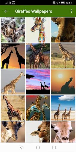 Giraffe Wallpapers - عکس برنامه موبایلی اندروید