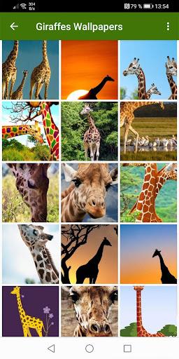 Giraffe Wallpapers - عکس برنامه موبایلی اندروید