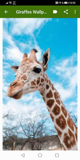 Giraffes Wallpapers - Image screenshot of android app