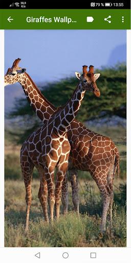 Giraffes Wallpapers - Image screenshot of android app