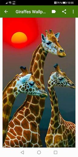 Giraffe Wallpapers - عکس برنامه موبایلی اندروید