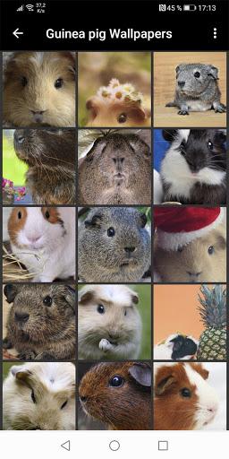 Guinea Pig Wallpapers - Image screenshot of android app