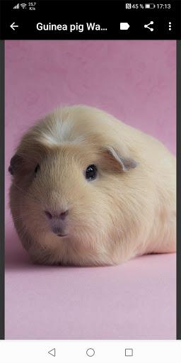 Guinea Pig Wallpapers - عکس برنامه موبایلی اندروید