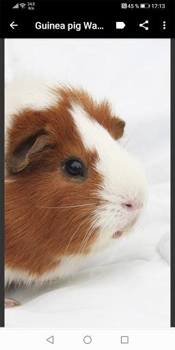 Guinea Pig Wallpapers - Image screenshot of android app