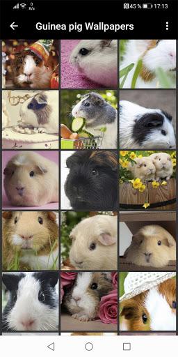 Guinea Pig Wallpapers - عکس برنامه موبایلی اندروید