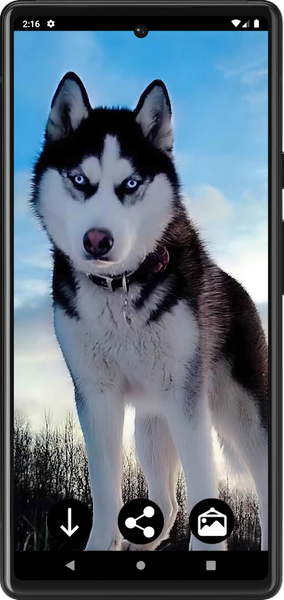 Husky Dog Wallpapers - عکس برنامه موبایلی اندروید