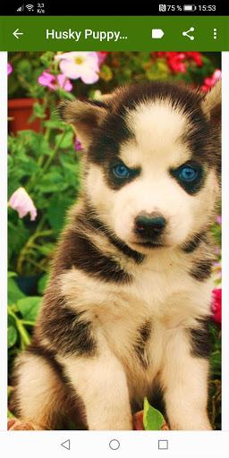 Husky Puppies Wallpapers - عکس برنامه موبایلی اندروید