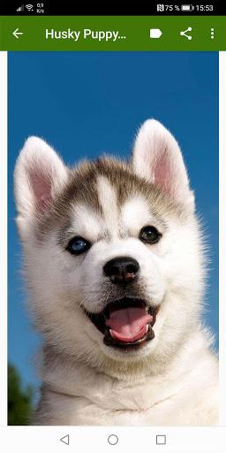 Husky Puppy Wallpapers - Image screenshot of android app