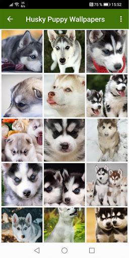 Husky Puppies Wallpapers - عکس برنامه موبایلی اندروید