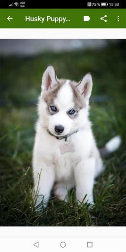 Husky Puppy Wallpapers - Image screenshot of android app
