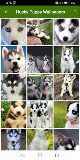 Husky Puppies Wallpapers - عکس برنامه موبایلی اندروید