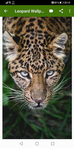 Leopard Wallpapers - عکس برنامه موبایلی اندروید