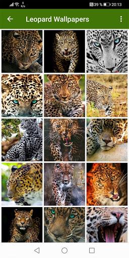 Leopard Wallpapers - عکس برنامه موبایلی اندروید