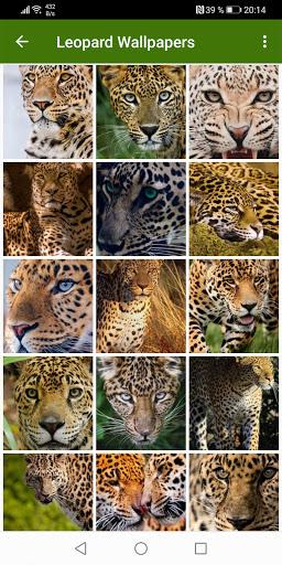 Leopard Wallpapers - عکس برنامه موبایلی اندروید