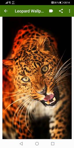 Leopard Wallpapers - عکس برنامه موبایلی اندروید