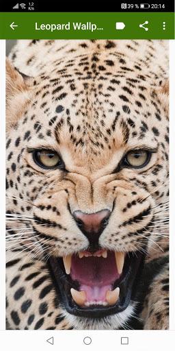 Leopard Wallpapers - Image screenshot of android app