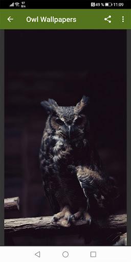 Owl Wallpapers: Night predator - Image screenshot of android app