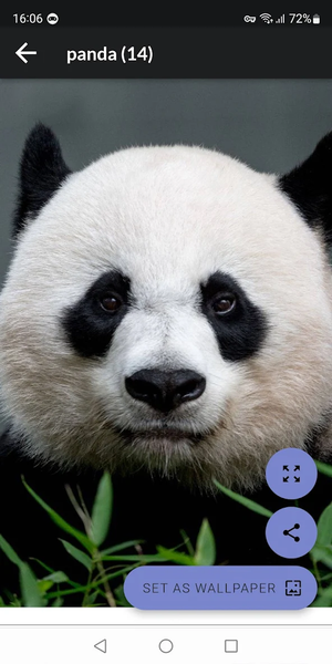 Panda Wallpapers - Image screenshot of android app