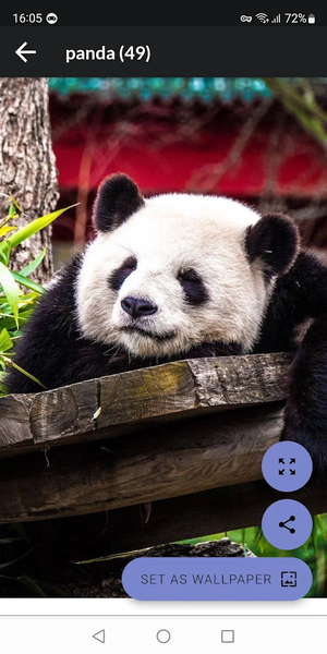 Panda Wallpapers - Image screenshot of android app