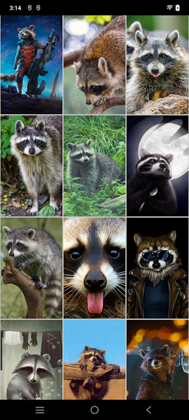 Raccoon Wallpapers - عکس برنامه موبایلی اندروید