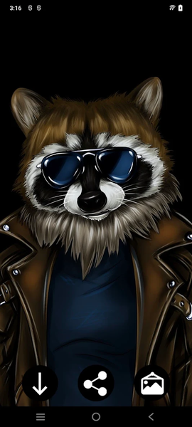 Raccoon Wallpapers - عکس برنامه موبایلی اندروید