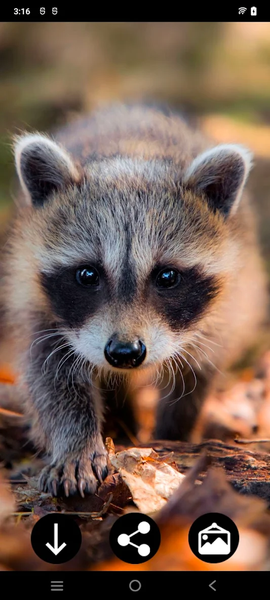 Raccoon Wallpapers - Image screenshot of android app