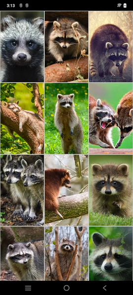 Raccoon Wallpapers - Image screenshot of android app
