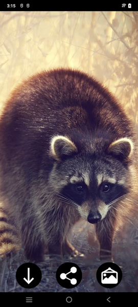 Raccoon Wallpapers - عکس برنامه موبایلی اندروید