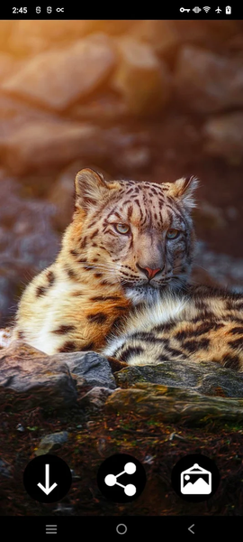 Snow Leopard Wallpapers - عکس برنامه موبایلی اندروید
