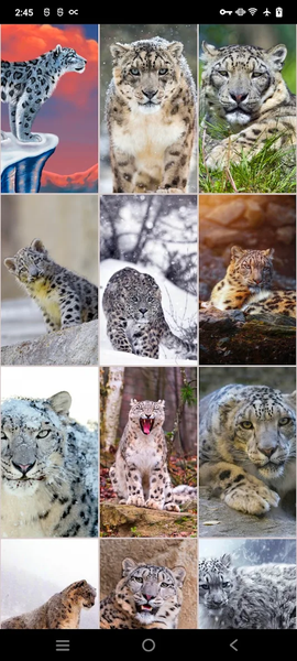 Snow Leopard Wallpapers - عکس برنامه موبایلی اندروید