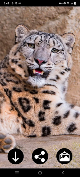 Snow Leopard Wallpapers - Image screenshot of android app