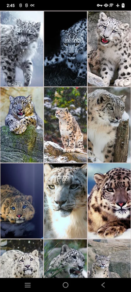 Snow Leopard Wallpapers - عکس برنامه موبایلی اندروید
