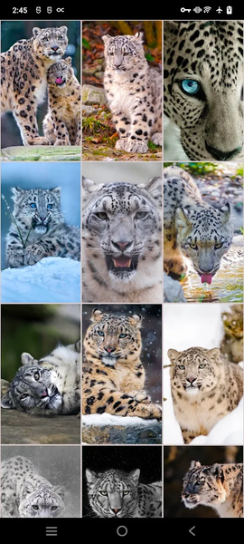 Snow Leopard Wallpapers - عکس برنامه موبایلی اندروید