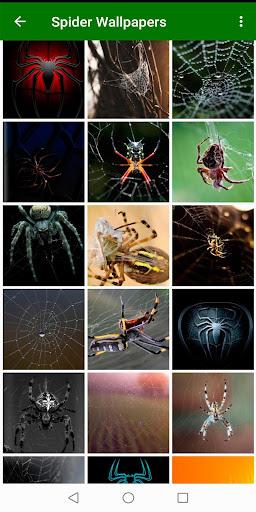 Spider Wallpapers - Image screenshot of android app