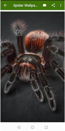 Spider Wallpapers - Image screenshot of android app