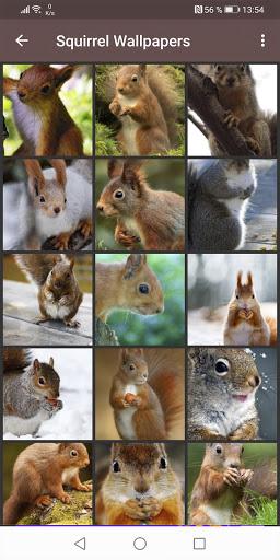 Squirrel Wallpapers - عکس برنامه موبایلی اندروید
