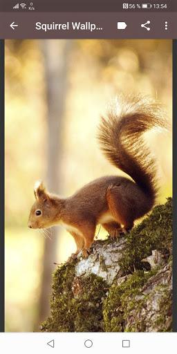 Squirrel Wallpapers - عکس برنامه موبایلی اندروید