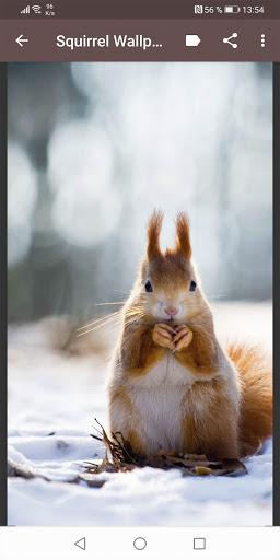 Squirrel Wallpapers - Image screenshot of android app