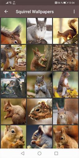 Squirrel Wallpapers - عکس برنامه موبایلی اندروید