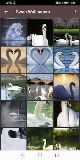 Swan Wallpapers - Image screenshot of android app