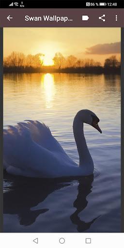 Swan Wallpapers - Image screenshot of android app