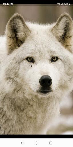 White Wolf Wallpapers - عکس برنامه موبایلی اندروید