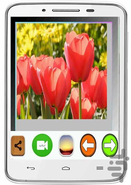 Tsavyrgl tulips - Image screenshot of android app