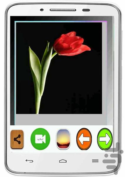Tsavyrgl tulips - Image screenshot of android app