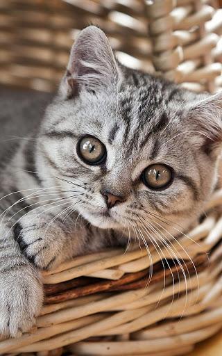 Kittens Live Wallpaper - Image screenshot of android app