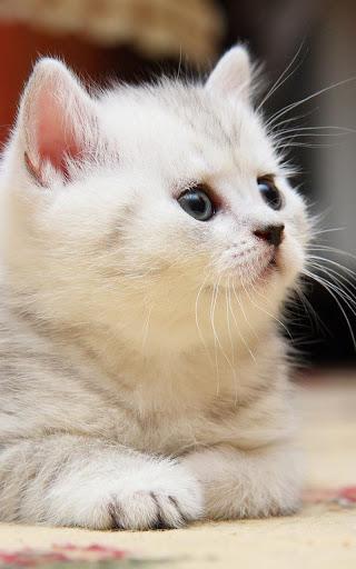 Kittens Live Wallpaper - Image screenshot of android app