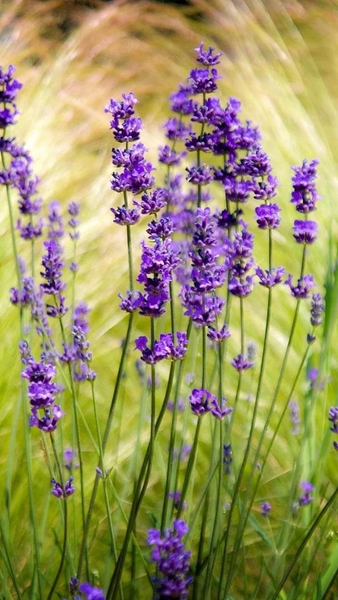 Lavender Live Wallpaper - عکس برنامه موبایلی اندروید