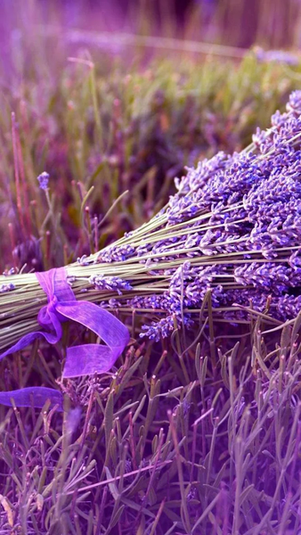 Lavender Live Wallpaper - عکس برنامه موبایلی اندروید