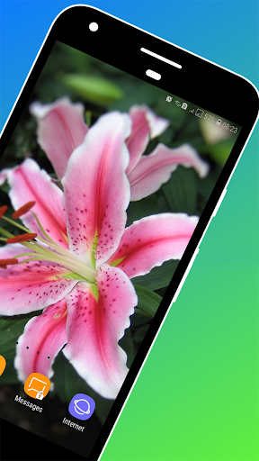 Lily Flower Wallpaper - Image screenshot of android app