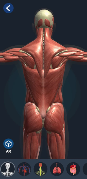 Human Anatomy 3D - Image screenshot of android app